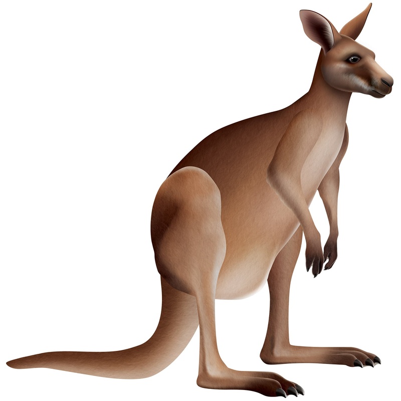 12 Pack Beistle Jointed Kangaroo Wall Decoration